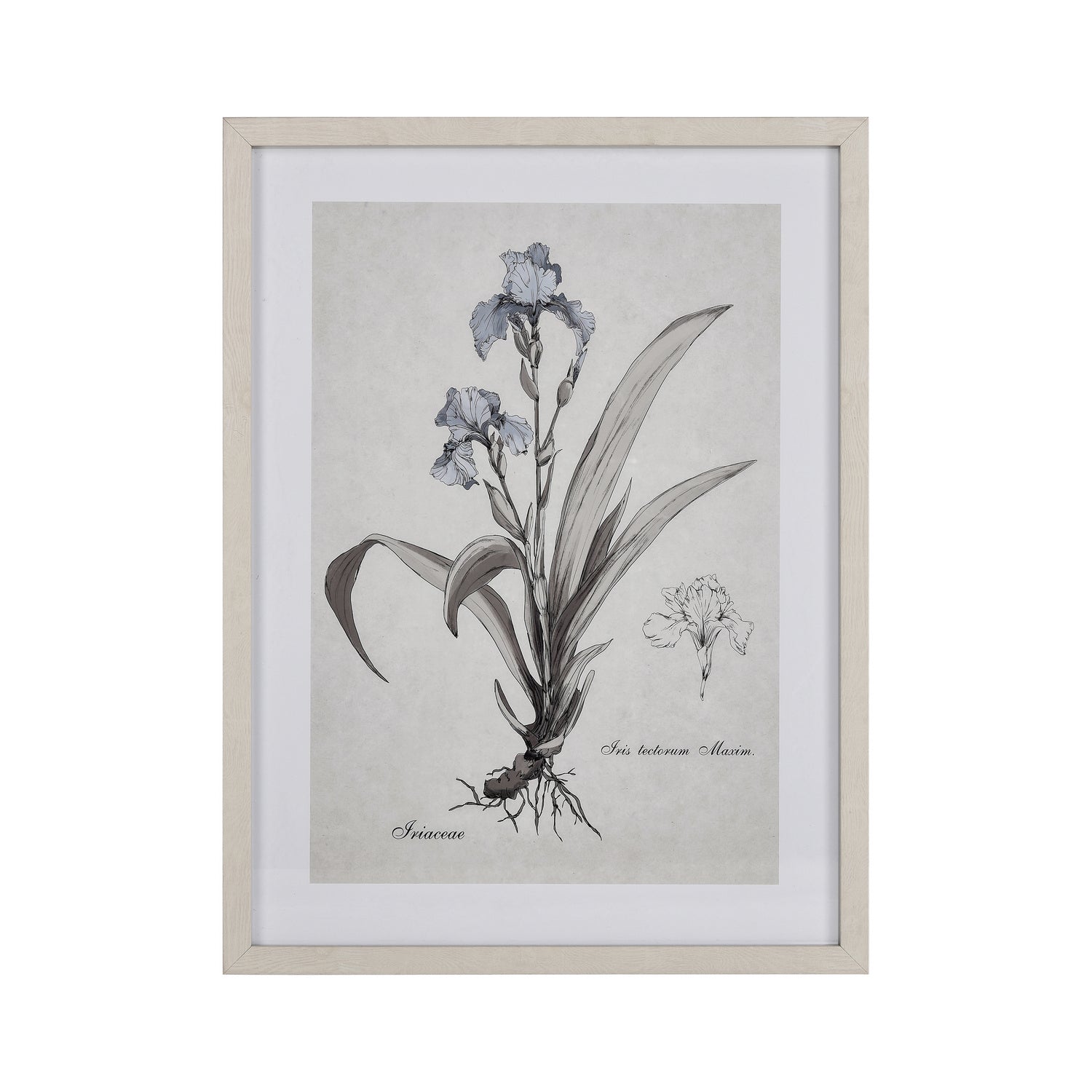 ELK Home - S0056-10633 - Framed Wall Art - Iris Botanic - Cream