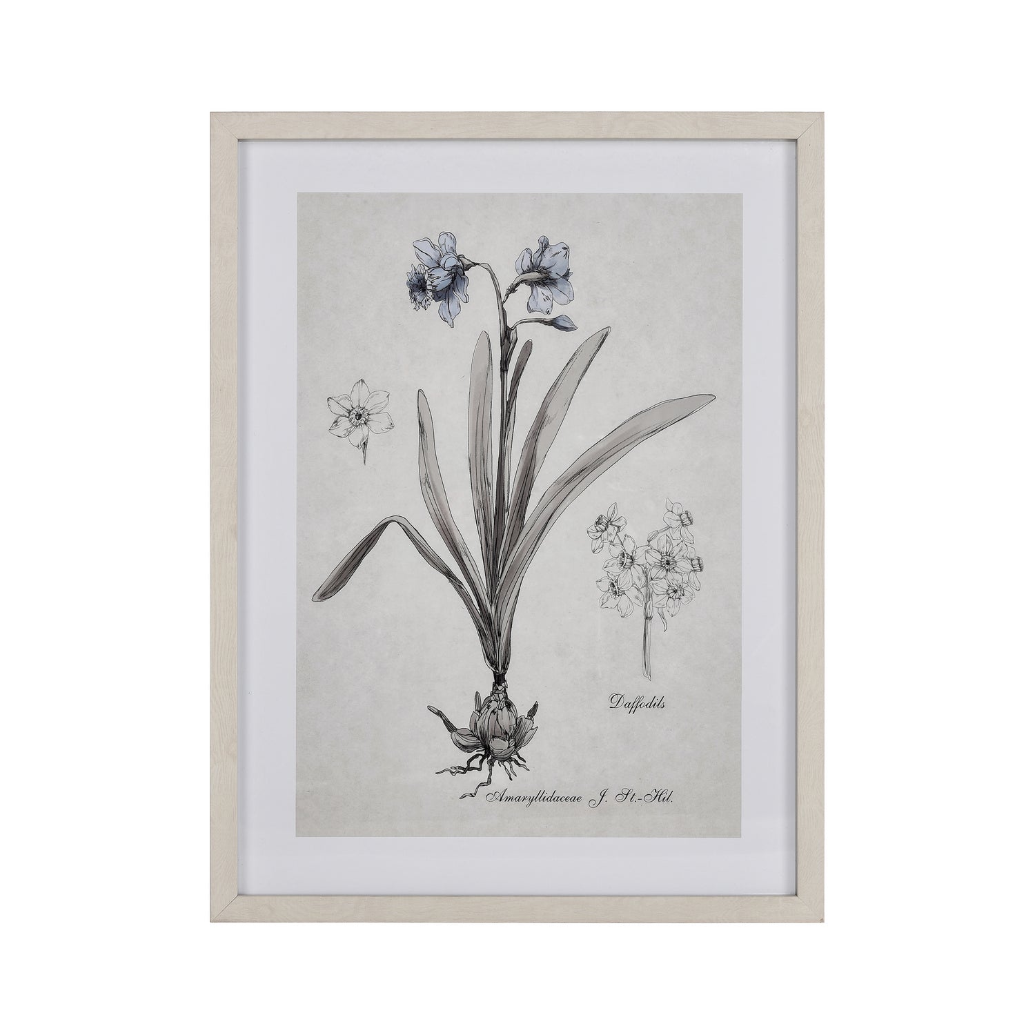 ELK Home - S0056-10634 - Framed Wall Art - Daffodil Botanic - Cream